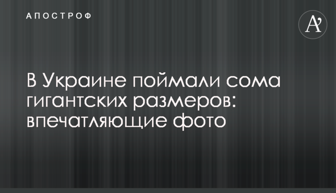 В Україні зловили сома гігантських розмірів: вражаючі фото