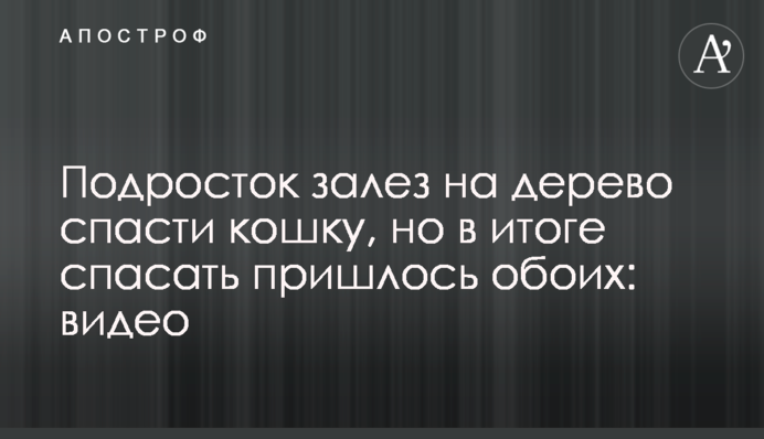 Подросток залез на дерево спасти кошку, но в итоге спасать пришлось обоих: видео