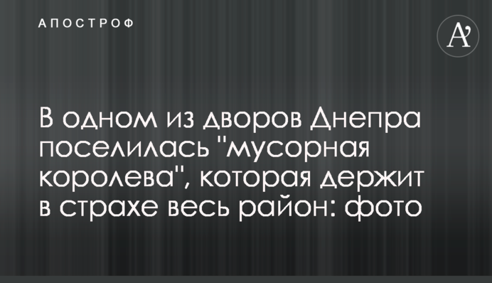 В одном из дворов Днепра поселилась 