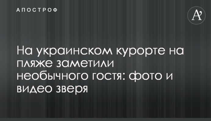 На украинском курорте на пляже заметили необычного гостя: фото и видео зверя