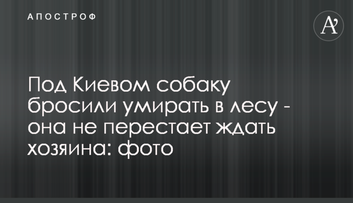 Під Києвом собаку кинули помирати в лісі - він не перестає чекати господаря: фото