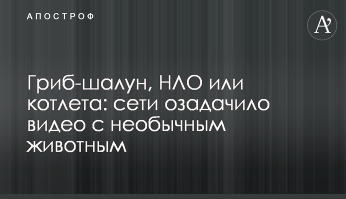 Гриб-шалун, НЛО или котлета: сети озадачило видео с необычным животным