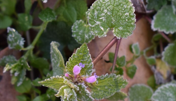 Заморозки і штормовий вітер: синоптик попередила українців про серйозні неприємності