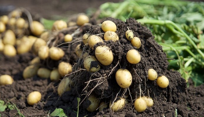 Російські вчені шукають можливість поліпшити вирощування картоплі за Полярним колом