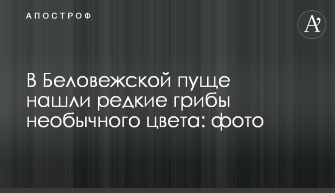 У Біловезькій пущі знайшли рідкісні гриби незвичайного кольору: фото