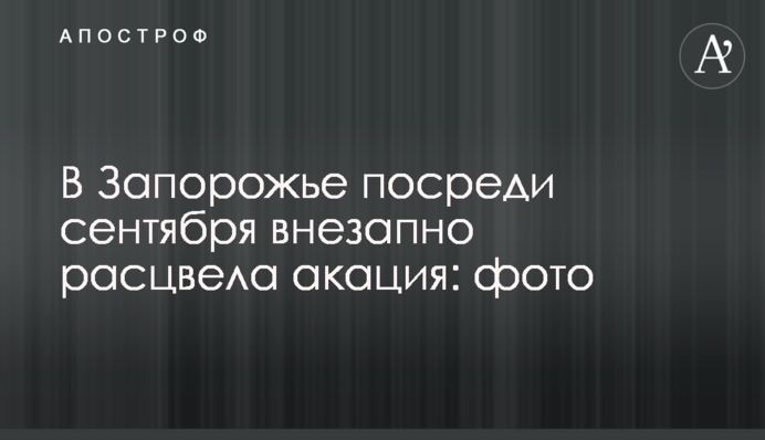 В Запорожье посреди сентября внезапно расцвела акация: фото