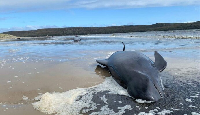 В Австралии выбросилась на берег и погибла почти сотня дельфинов: жуткие фото и видео