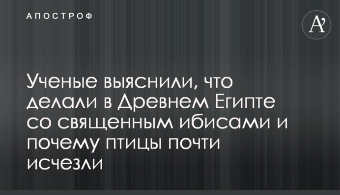 Вчені з'ясували, що робили в Стародавньому Єгипті зі священним ібісами і чому птахи майже зникли