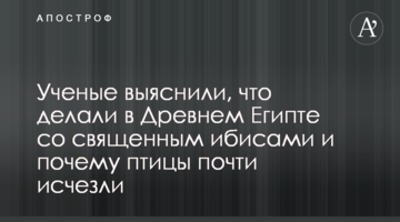 Ученые выяснили, что делали в Древнем Египте со священным ибисами и почему птицы почти исчезли