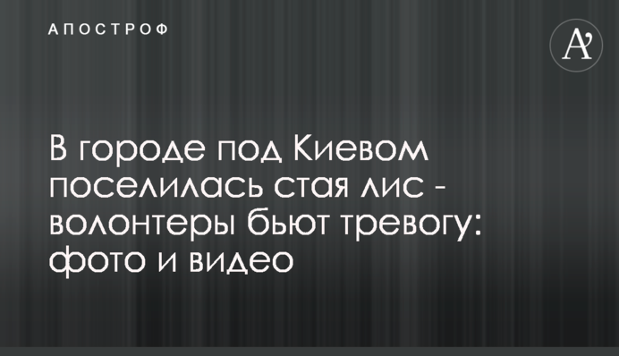 В городе под Киевом поселилась стая лис - волонтеры бьют тревогу: фото и видео