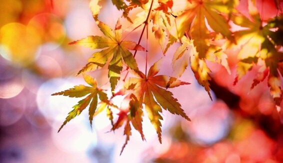 Синоптик рассказала, когда в Украину вернется теплая осень