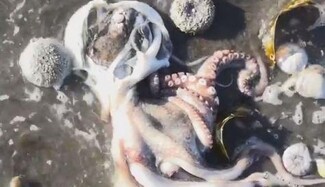 Люди скаржаться на здоров'я: опубліковані моторошні кадри екокатастрофи в Тихому океані