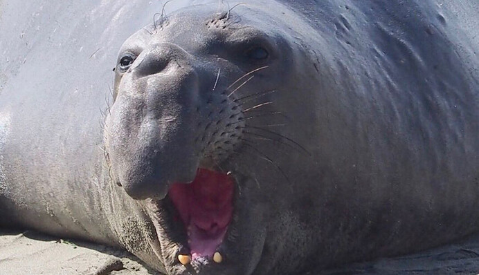 Морський слон випадково 