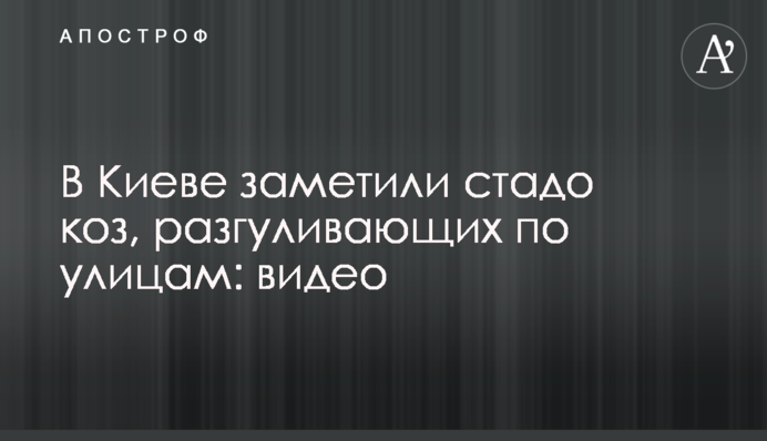 У Києві помітили кіз, що розгулювали вулицями: відео