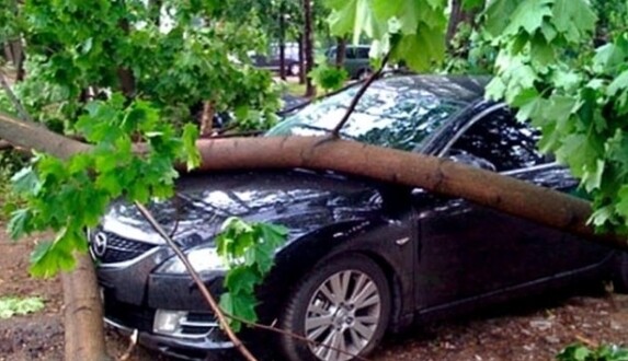 Если дерево упало на авто: украинцам рассказали, куда обращаться за компенсацией