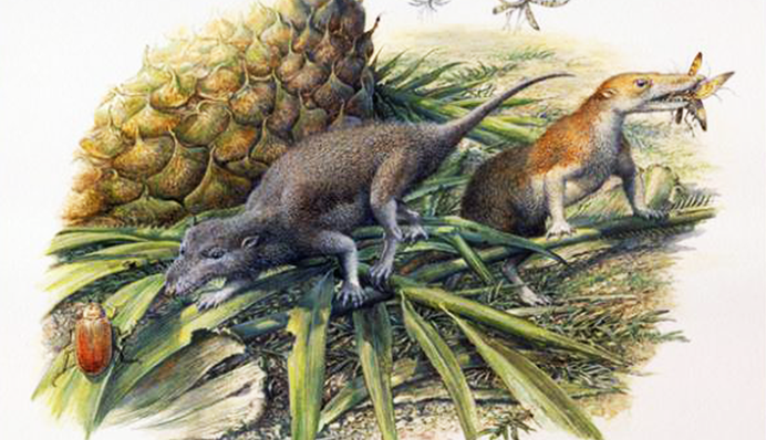 Ученые раскрыли секрет долголетия самых первых млекопитающих планеты