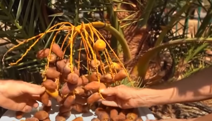 Вченим вдалося 