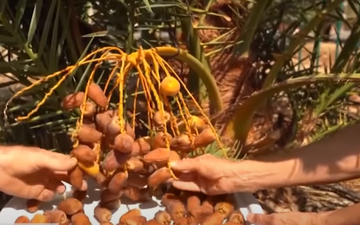 Вченим вдалося "воскресити" древню рослину, яка згадується в Біблії: відео