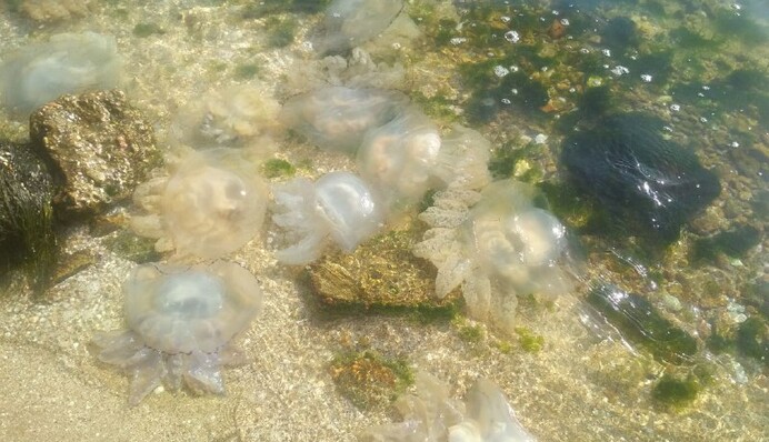 Вода перетворилася в кисіль: з'явилося свіже відео навали медуз в Бердянську