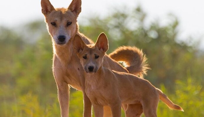 Ученые нашли забавный способ борьбы с динго - одичавшие собаки в панике убегают