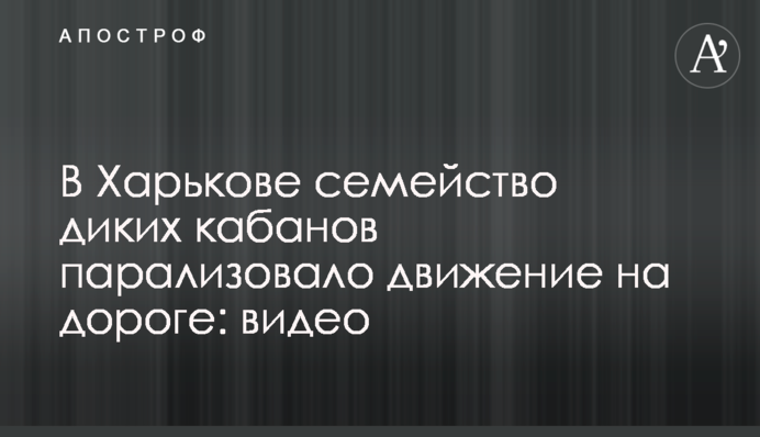 У Харкові сімейство диких кабанів паралізувало рух на дорозі: відео