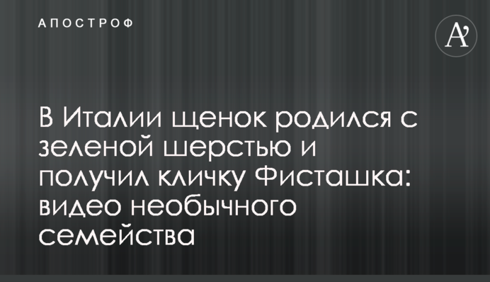 В Італії щеня народилося із зеленою шерстю і отримало кличку Фісташка: відео незвичайного сімейства