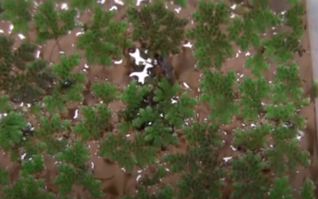 Знайдено унікальну "осу Годзиллу" - плаває під водою і відкладає личинки в жертву: фото і відео