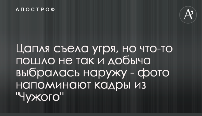 Чапля з'їла вугра, але щось пішло не так і здобич вибралася назовні - фото нагадують кадри з 