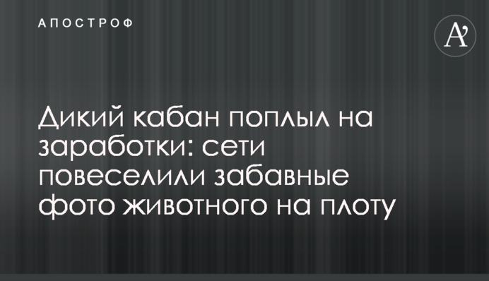 Дикий кабан поплив на заробітки: мережі повеселили кумедні фото тварини на плоту