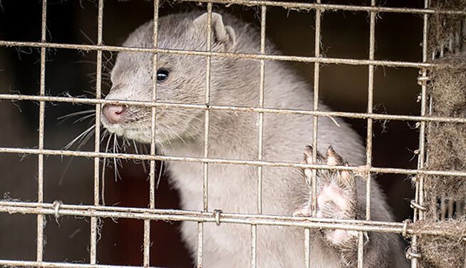 Нова мутація коронавірусу продовжує розповзатися по світу: що говорять в Україні
