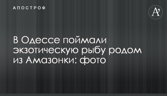 В Одессе поймали экзотическую рыбу родом из Амазонки: фото