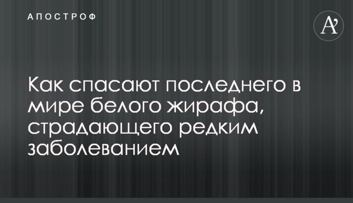 Як рятують останнього в світі білого жирафа, який страждає рідкісним захворюванням