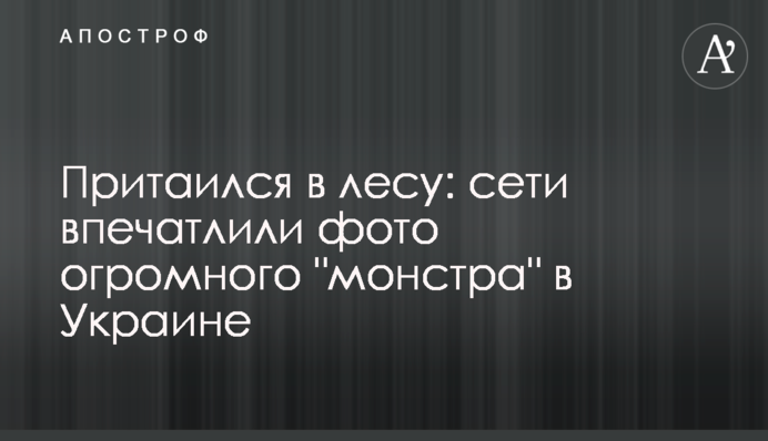 Причаївся в лісі: мережі вразило фото величезного 
