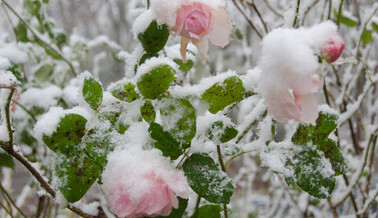 Квіти "тонуть" в снігу: Україну після аномального тепла засипало снігом, фото