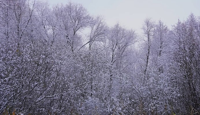 Украину продолжает засыпать снегом, деревья и цветы "тонут" в снегу: фото