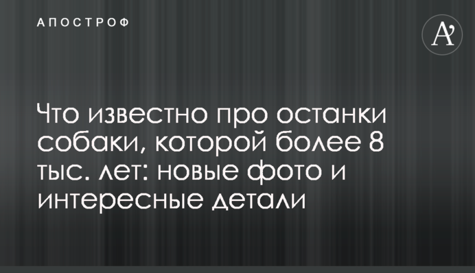 Что известно про останки собаки, которой более 8 тыс. лет: новые фото и интересные детали
