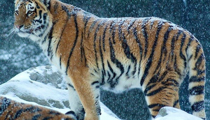 В России тигр устроил 