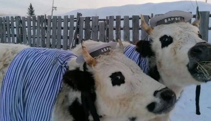 В России устроили конкурс красоты для коров и быков: в сети смеются над фото