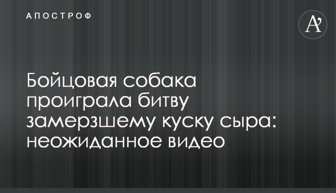 Бійцівський собака програла битву замерзлому шматку сиру: несподіване відео