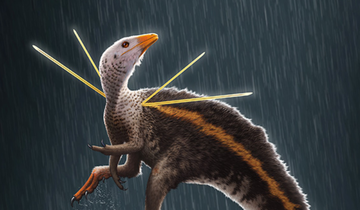 Вчені відкрили новий вид динозавра з густою гривою і загадковими шипами: як він виглядав