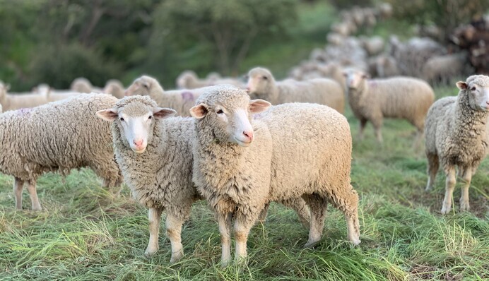 Овцы, козы и баран атаковали здание мэрии в Турции: видео 