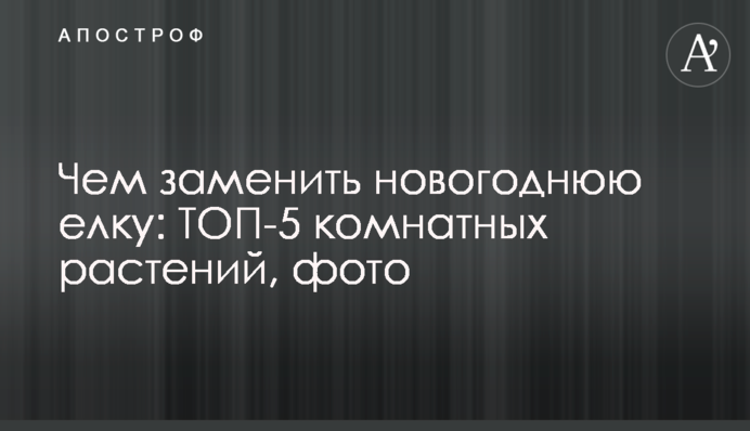 Чем заменить новогоднюю елку: ТОП-5 комнатных растений, фото