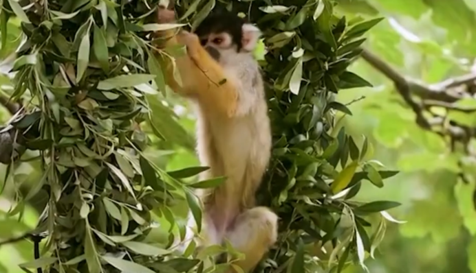 В Австралії тваринам влаштували яскраве новорічне свято: відео