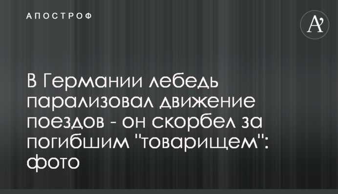У Німеччині лебідь паралізував рух поїздів - він тужив за загиблим 