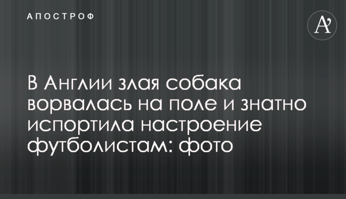 В Англии злая собака ворвалась на поле и знатно испортила настроение футболистам: фото