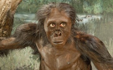 Ученые изучили останки австралопитека, которым 3,5 млн лет, и сделали интересное открытие: фото