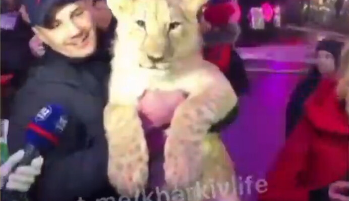 Новогодний переполох: в Харькове на ярмарке заметили льва