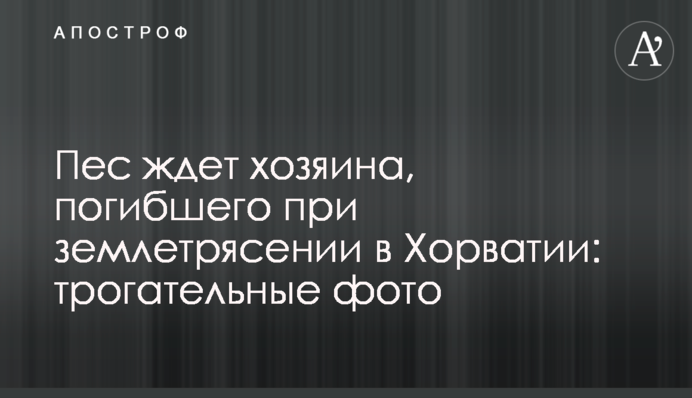 Пес ждет хозяина, погибшего при землетрясении в Хорватии: трогательные фото