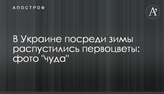 В Украине посреди зимы распустились первоцветы: фото 