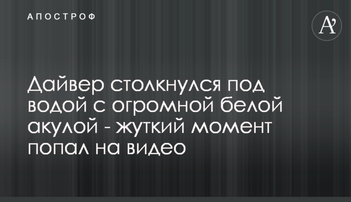 Дайвер столкнулся под водой с огромной белой акулой - жуткий момент попал на видео
